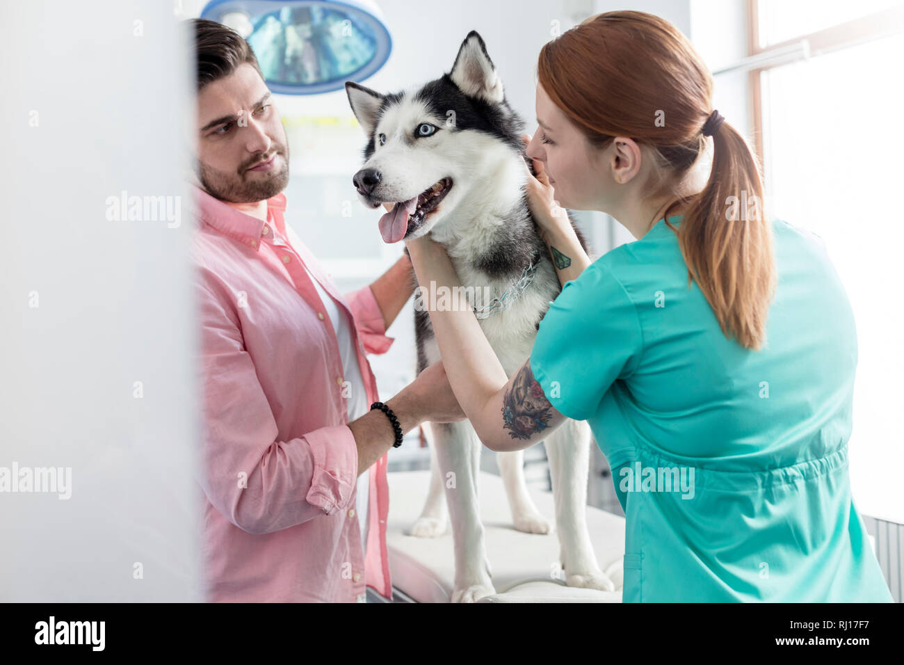 Medico e proprietario in piedi con cani husky in clinica veterinaria Foto Stock