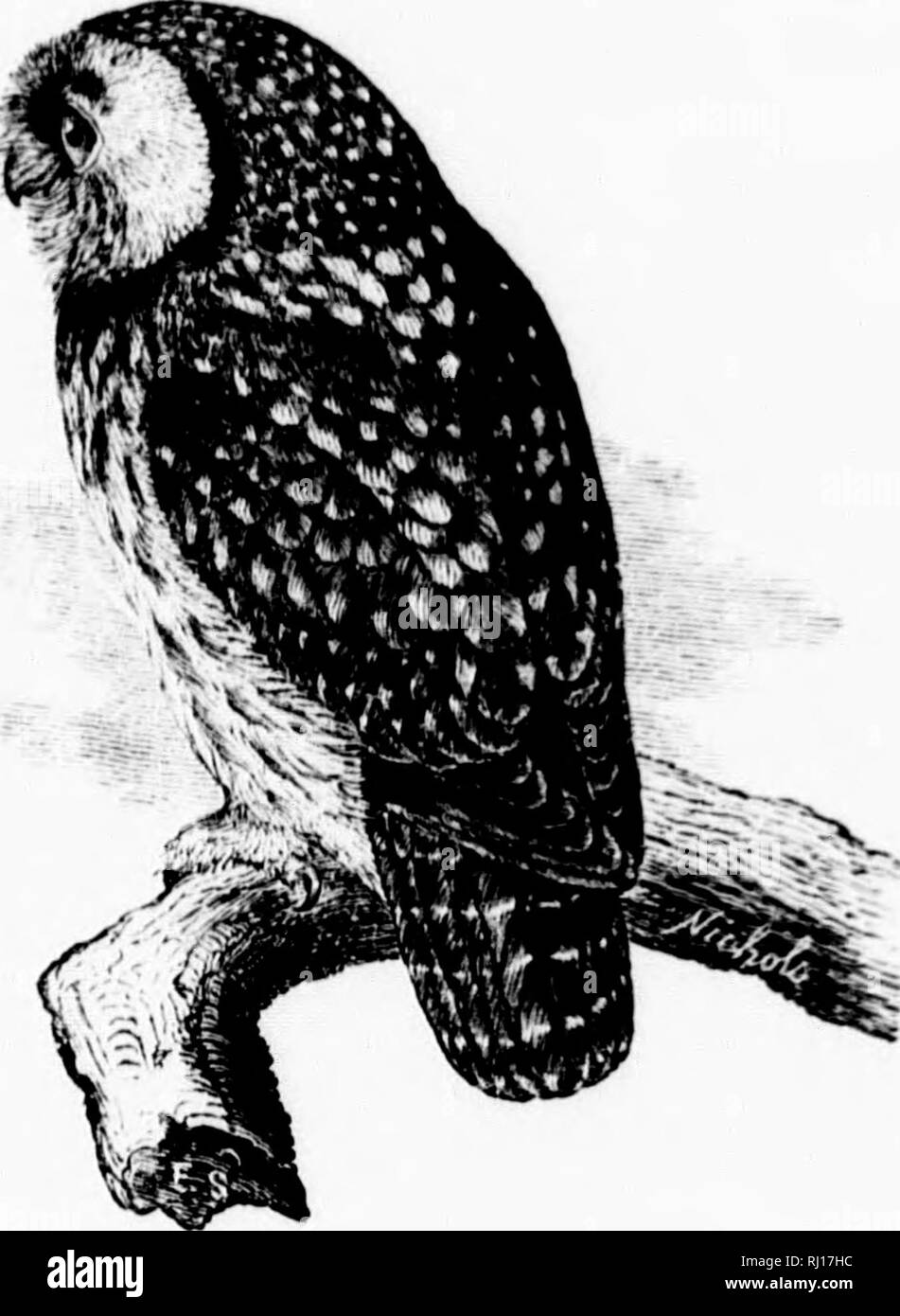 . Un popolare handbook di ornitologia del Nord America orientale [microformati]. Gli uccelli; ornitologia; Oiseaux; Ornithologie. RICHARDSON Il Gufo. SPARROW OWL. NyCTALA TENGMALMl RICHARDSONI. Char. In precedenza, il marrone scuro macchiato di bianco; sotto, bianco venato di marrone; gambe e piedi buffy, talvolta maculato. Simile alla sega- stuzzicare, ma con più bianco sulla testa e sul collo. La lunghezza y tu 12 pollici. AVj/- In un albero ; di erba e foglie. £g;^s. 2-4; bianco; 1,35 X M5- Questo è un piccolo e specie notturne, e tanto che quando si è accidentalmente Vanders all'estero di giorno è tanto daz- zled dalla luce di un Foto Stock