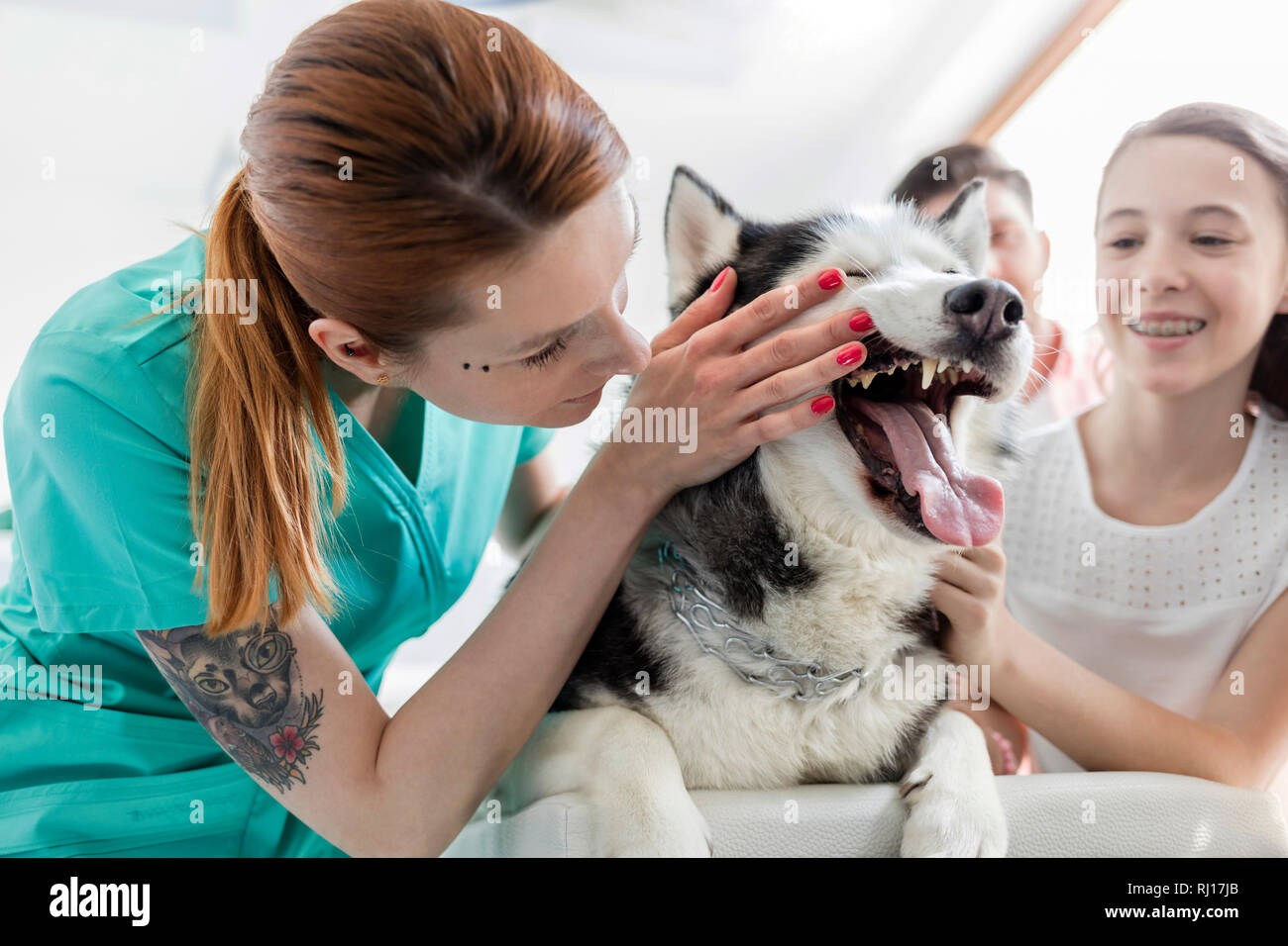 Medico husky da ragazza alla clinica veterinaria Foto Stock