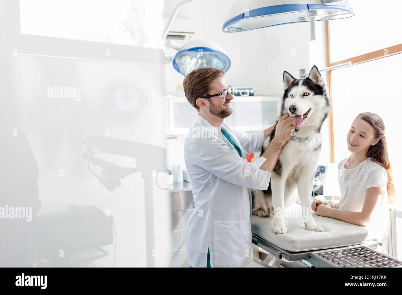 Medico Veterinario esaminando husky da ragazza in piedi alla clinica Foto Stock