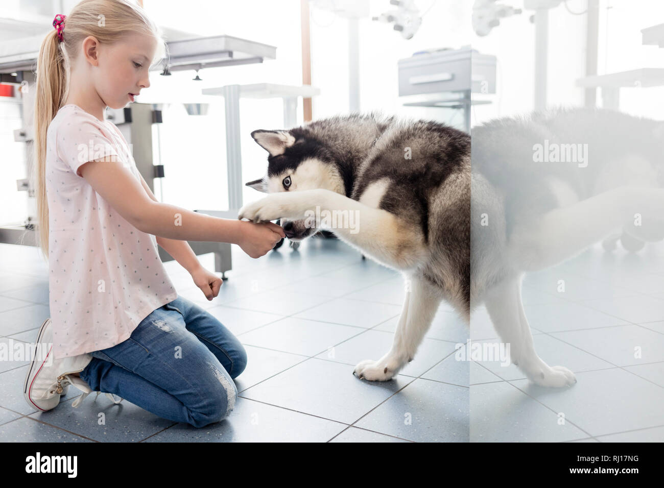 Ragazza inginocchiarsi durante la riproduzione con husky alla clinica veterinaria Foto Stock