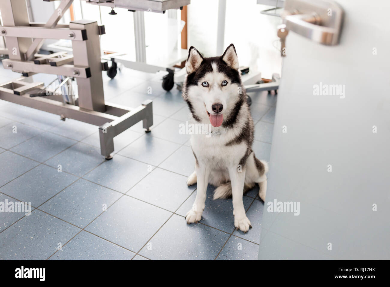 Angolo di alta vista di siberian husky seduto alla clinica veterinaria Foto Stock
