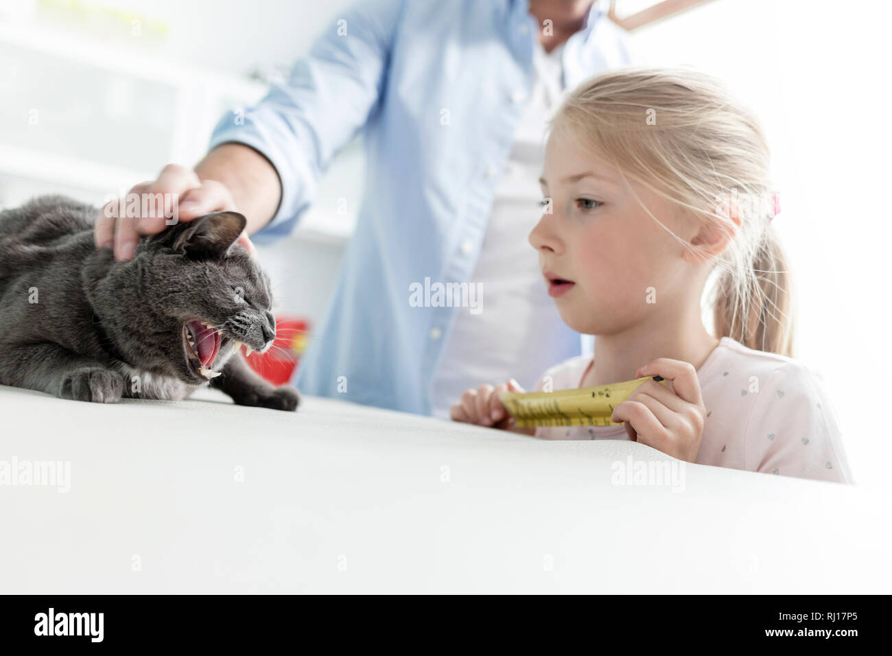Proprietari guardando il russo gatto blu sul letto in clinica veterinaria Foto Stock