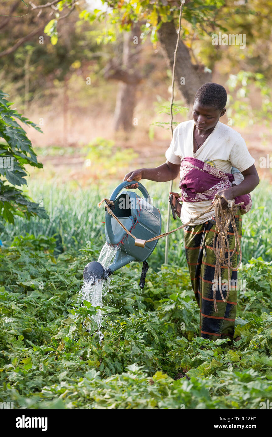 Il villaggio di Samba, Provincia Yako, Burkina Faso : Collette Guiguemde, 26 con il suo bambino Ornelas Zoundi divino, diciotto mesi, lavorando nel suo marito il giardino del mercato. Foto Stock