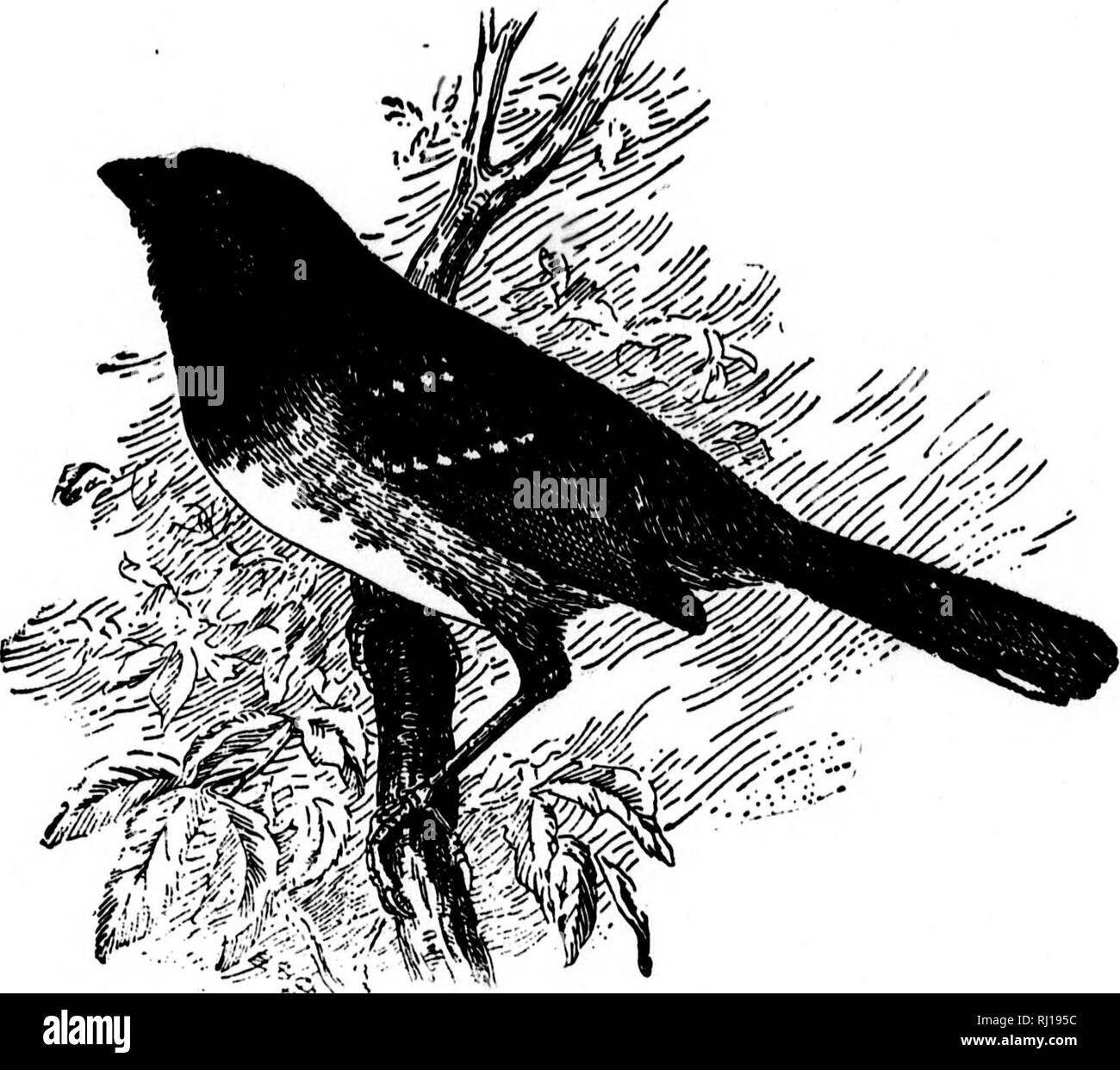 . I nidi e le uova di uccelli del Nord America [microformati]. Ornitologia; uccelli; Ornithologie; Oiseaux. Uccelli DEL NORD AMERICA. 397 .72, 30g. 688a. SPUBBED TOWHEE. Pipilo maculatus meyalonyx (Balrd.) G€Og. Dlst.-montagna rocciosa regione ovest verso la California del sud, nord orientale del territorio di Washington, a sud nel Messico del Nord e Bassa California. Il '^nurred Towhee Bunting è la forma prevalente di regione di Rocky Mountain-Nevv Messico, Arizona, ecc. Le sue abitudini, nesting e le uova sono sostanzialmente gli stessi come quelli di P. crythrophthalinus. Il sig. S. C. Evans trovato diversi nidi di questo uccello vicino a Riv. Foto Stock