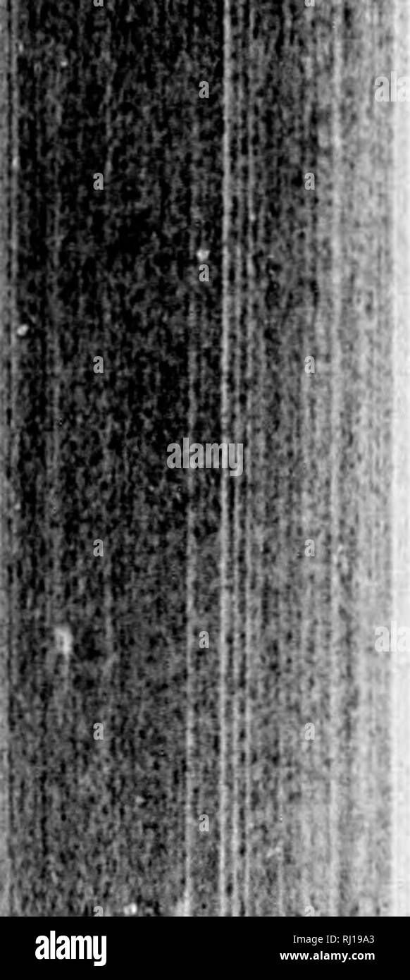 . Le farfalle della parte orientale degli Stati Uniti e del Canada [microformati] : con speciale riferimento alla Nuova Inghilterra. Farfalle farfalle;;; Papillons Papillons. 1102 TITK HUTTKIM'I.IKS DI XKW ICXCLAXI). ubiindaiit evorvwlicrc è notato. In tliis Iiitter esempio conimcrcial afjenc-ies sono ampiamente Miifticicnt a ("xplain tlm introduzione di questo Ijuttcr- hm ^. Hv nel nostro paese. Esso h, tuttavia, un^^eet d" [Kindent su un j^roup di piante alimentari whicli vieta ai suoi pastiage in tlio tropici e così impedisce la diffusione in più rispetto al nord zona temperata. Si tratta di [(lain che nessun hiittertly può Foto Stock
