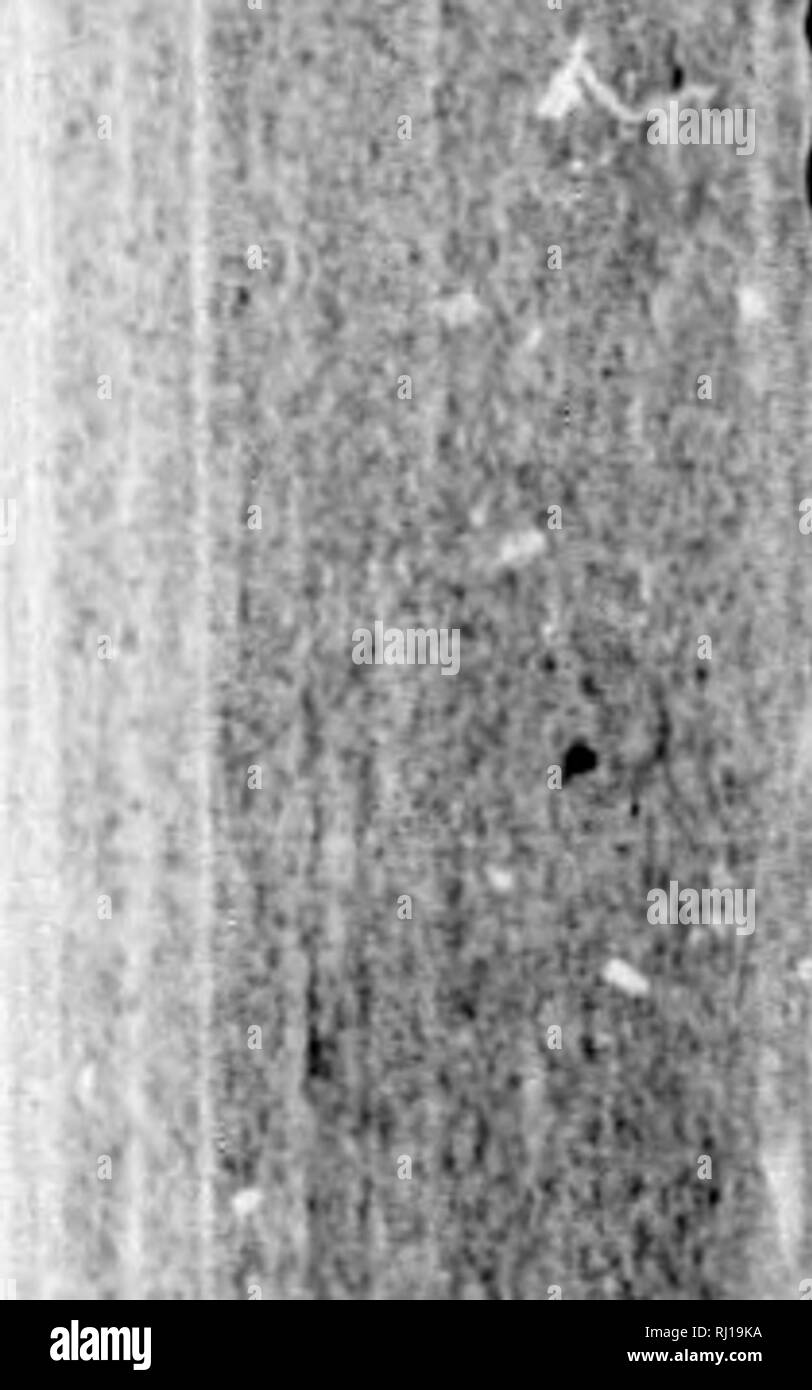 . Le farfalle della parte orientale degli Stati Uniti e del Canada [microformati] : con speciale riferimento alla Nuova Inghilterra. Farfalle farfalle;;; Papillons Papillons. i.W.;H mI' â¢â -- .. "Â Â Â J I -lJ*!!ipÂ"&GT;iWPWW"Â"PiliiWllilllliilllWillg^Wl XV.Ml lIAMN'Ar,: Sl'EYKltlA IDAI.IA. 537 â li iiiiL' ill riu-li di llii' |ii"iiici|)!il iiitci'spiu'tjs. Suggerimento ill Hie iiKMliiin inferiore iiilci'spiici' lar- {II'.-l, 11 poco iiidfu tliaii !l tliinl il wiiltli di lliu iiilcf.simcc iiiiil ilNtiiiit da tlic oiilir boriliT liy tlic larghezza di due iiu'diaii iiitiTspiiCfS. Ill stagno; ft"iiinlc, liowt'vor. tlio Foto Stock