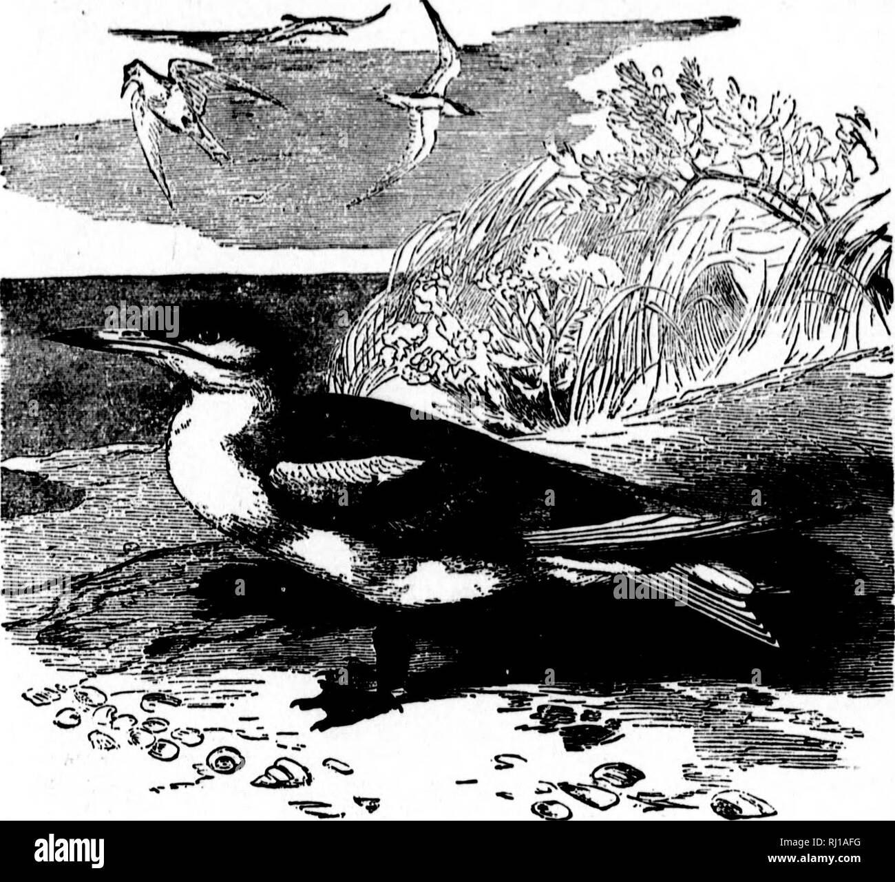 . I nidi e le uova di uccelli del Nord America [microformati]. Ornitologia; uccelli; Ornithologie; Oiseaux. NOKTn nrRDS americano. 39. 61. Caspian Tbrn (da Brebm). Il Texas, in maggio. Alla fine il sig. B. F. Goss trovata la nidificazione sulle isole del lago Michigan. Grandi numeri di questa specie art. detto di razza sul Pellicano isola nel Golfo del Messico. I nidi sono semplici incavi scavato nella sabbia asciutta, in cui gli uccelli deposito due o tre uova. Questi variano dal bianco al verdastro-buff, pezzata dnd spotted con e lilla bruno di diverse sfumature; più ampio e più ellittico rispetto a quelli della specie successivo; dimensione 2 Foto Stock