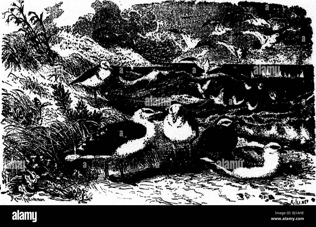 . I nidi e le uova di uccelli del Nord America [microformati]. Ornitologia; uccelli; Ornithologie; Oiseaux. li ' Id 3J I IP l&GT;i 32 NESTB AJUD EGO DEL GABBIANO Siberiano è un raro o visitatore occasionale in Groenlandia, dopodiché clainn un posto nella fauna uf Nortn America. Razze it nell'estremo nord dell'Europa, in particolare sulle coste e nelle lagune del Fiume Petchora nel nord- ern parte della Russia europea. Le uova sono detti non differiscono da quelle delle aringhe Gull. / 51. HEimiNO GULL. Larus argentatus (Brunn.) Geog. Dist.-Old World, a sud delle Azzorre; Cumberland Sound; occasionali su t Foto Stock