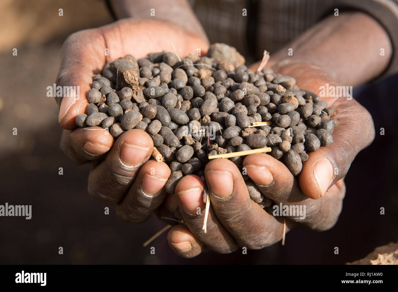 Villaggio Kourono, provincia Yako, Burkina Faso; Moussa Mande, 54, capra progetto beneficiario, con escrementi di capra che farà uso di fertilizzare i suoi campi di raccolto. Foto Stock