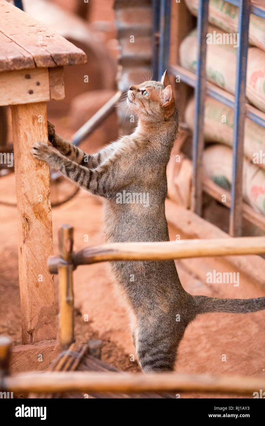 Yako town, Burkina Faso: un gatto randagio cercando opportunità per i prodotti alimentari su un tavolo al di fuori di un negozio locale. Foto Stock