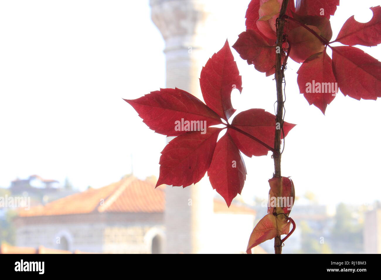 Red foglie d'edera e la silhouette di un medievale moschea ottomana a Safranbolu, Turchia. Foto Stock