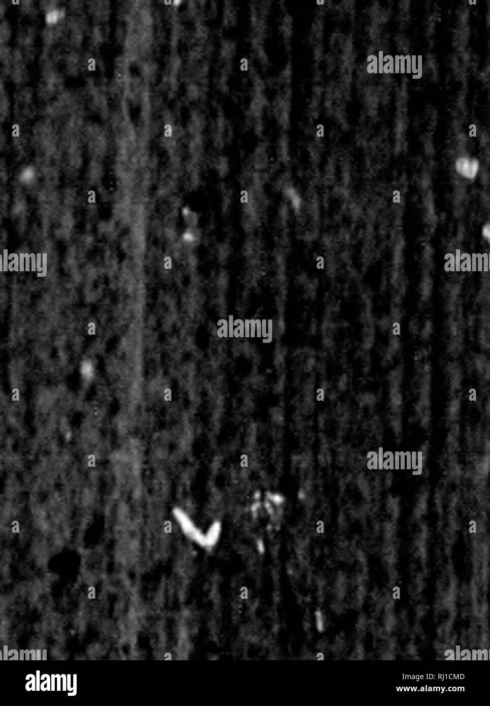 . Catalogo della Orthoptera del Nord America descritto al precedente 1867 [microformati]. Ortoterri; insetti; Orthoptères; Insectes. mw NOUTII AMKlllCAN OllTIIOrTEHA. 17 Se. 70, pi. xxxvi, fi^, 1, Xf'w Yorl-, in Atn. insulina. -Emm. Un^'rk'. Di X. Y. V, 141 |&GT;1. xlvi, fij;. 7, AVw I'lnk. oblongata Linn. Sy^t. Nat. Decimo Ed. I, 435; IJtli Ed. I, 680, Amer- stagno.-fitJK/.K, Eutoiii. lieytr. II, G'i, Die aimrikatmche Ulnylkhe Srlmfif, OCCidontalis Fauk. Maut. Ins. I, 225, America.-In. Eiitom. Sist. II, 1, in Am. iiisulis.-lit. Noiu. Entuiu. oiiieiid. E<1. 7'J7, 7H; Kd. IHIO, 78, JM.-CtMKU. Linn Foto Stock