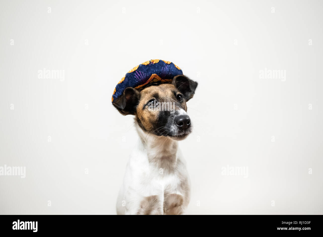 Huachaoxiang Metallo Pet visualizzazione Vestiti del Cane Stare Grazioso Piccolo Cane Vestiti grucce manichini Modello Supplies Pet Shop,Bianca