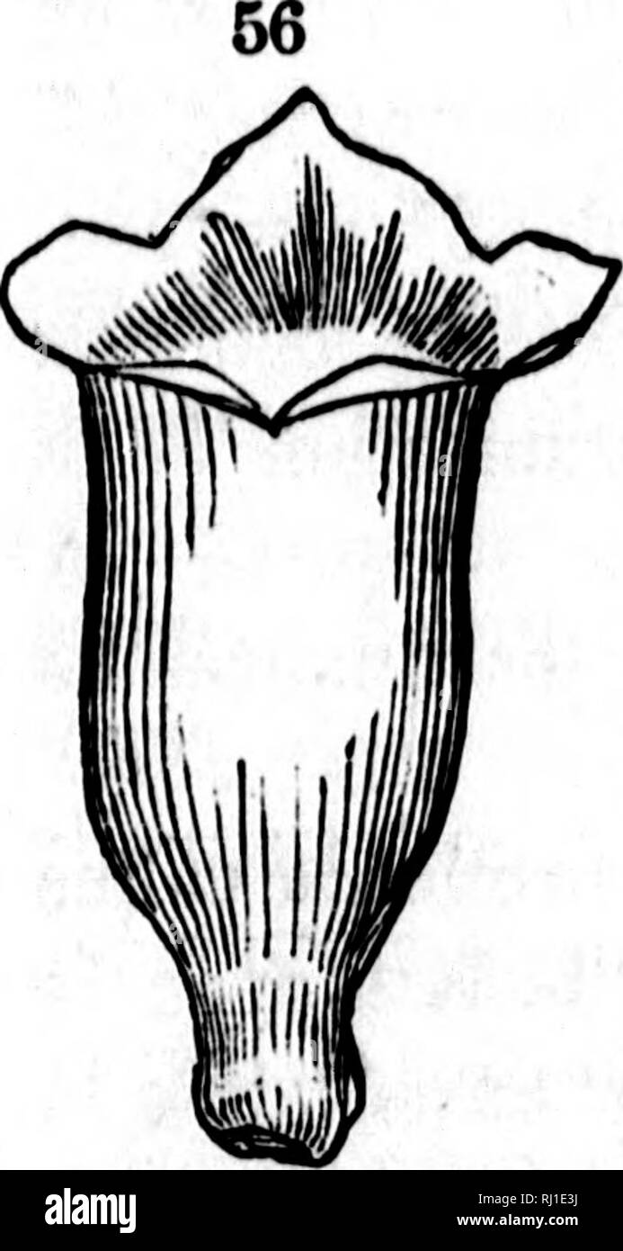 . TraitÃ© Ã©lÃ©mentaire de botanique [microforme] : Ã l'usage des Maisons d'Ã©ducation et des Amateurs qui voudraient se livrer à l'Ã©tudine de cette science sans le secours d'onu maÃ®tre. Botanique; Plantes; botanica; piante. DE LA FLEUR. 39 73.âOn distingue dans la corolle monopÃ©racconto de mÃªme que dans le calice monosÃ©pale (05) trois parti, savoir : le tube, la gola, et le lunbe. Le tuhe est la partie in- fÃ©rieure ou les pí©tales sont soudÃ©s entre eux ; la gola est la partie oÃ¹ s'arrÃªtent les soudures, et le Umhe est la partie des pí©tales qui reste libre. , Â ¢ Le tube de la corolle mono Foto Stock