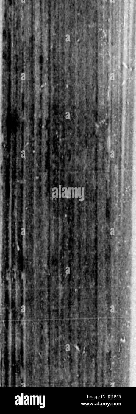 . American ornitologia, o la storia naturale degli uccelli degli Stati Uniti [microformati]. Wilson, Alexander, 1766-1813; Wilson, Alexander, 1766-1813; uccelli; Oiseaux. Introduzione. ! .". Index Omithologicua, 62 Caauariua. 63 Bhea, div. II. AVES AQUATICJE. OKDO VII. Per via orale. 64. J'latalea, 65. Palamedea, m. Myctcria, 67. Vancromaf 68. Scopus, 69. Ardea, 70. Tantalo, 71. Numenius, 72. Scolopax, 73. Tringa, 74. Charadriut, 75. Cursorius, 76. IhrmatopuM, 77. Glareola, 78. Itallus, 79. Parra, 79. *Cereopsis, 80. GalUnula, 81. Vaginalis, ORDO VIII. PINNATIPEDES. 82. ritalaropus. 83. Fulica, 84. Foto Stock