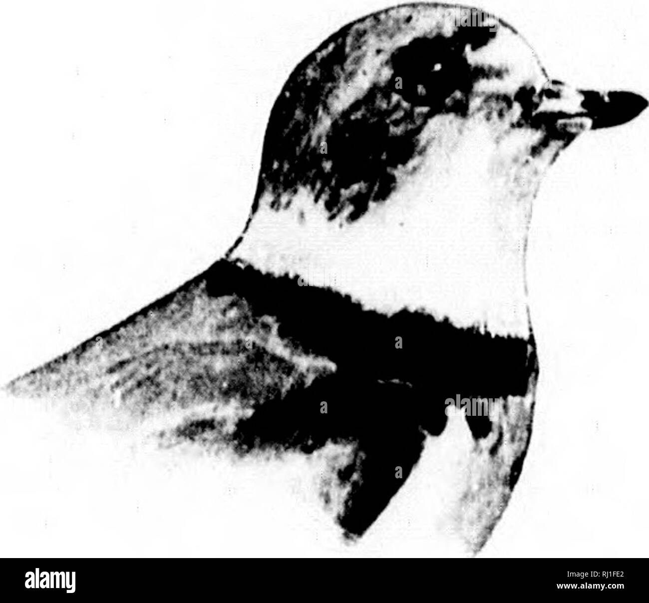 . Come sapere la riva uccelli (Limicolae) del Nord America (sud della Groenlandia e in Alaska) [microformati] : tutte le specie che sono raggruppati secondo la dimensione e il colore. Gli uccelli; Oiseaux. Siii:.;i,Ms AEGIALITIS l'."ii:. /EQIALIXrS SEniPALHATA lUmap. Plover Semipalmaled. Rins-collo. ,.1 MmcK'wI. |.M^.in-tnMn 111. ImH onu.kr Hi-.â ¢&GT;&lt;â ¢ In 1 â ¢ m,!.-â . Â,.,,â,,K:;.sm,â¢m,.;,U.hu.^vl,â ¢,l..l.Mâ¢U^lll v. : M l.ro,.. han.l âf Ulaok su tl... hn.M.t: n-, ol mi.l.T i.Mt-, M-, tl.mat. ,Vi.i,... ..Xt..,âiiM- iuoumm tiM. n.M'k M.wi joiniMji''^'i'*' ':;;7"";"; v..,v Minn.w striscia.: s....sull.lM.i. Foto Stock