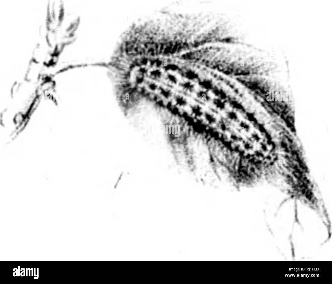 . Le farfalle del Nord America; seconda serie [microformati]. Farfalle; farfalle; Lepidoptera; Papillons; Papillons; LÃ©pidoptÃ¨res. wP w4)S;'^!iWi[|Â"P^^ mi /, â â ¢ . * * i- IJAIS 1 ^. rf" 3.49 . ,/ , . /" In â /' 1,1.Hill I . .Ii.itiiir I ' I ' i'.-fl l('Ir ho l' ilSiii' ;i,i;i&lt;tlh;/ PALMERIl. 5.6.:/, 7 89 / /,',/./ IiIiUI'iiI"ikI / l.illVii il'.irifl. Si prega di notare che queste immagini vengono estratte dalla pagina sottoposta a scansione di immagini che possono essere state migliorate digitalmente per la leggibilità - Colorazione e aspetto di queste illustrazioni potrebbero non perfettamente assomigliano al lavoro originale. Edw Foto Stock