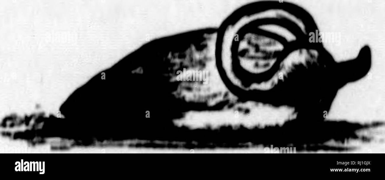 . Peregrinazioni in Sud America, Nord-ovest degli Stati Uniti e delle Antille, negli anni 1812, 1816, 1820, &AMP; 1824 [microformati] : con istruzioni originali per la perfetta conservazione degli uccelli, ecc per armadietti di storia naturale. Waterton, Charles, 1782-1865; Waterton, Charles, 1782-1865; Zoologia; Zoologie. testa non è nascosto sotto il parafango, ma poggia tra il piumaggio delle spalle. Così dobbiamo dire addio al nostro grazioso filastrocca :- "Il vento del nord fa colpo e ci hanno ahall Nora, e quale sarà il povero Kobin fare tlien, cosa povera ? Sarà lui a sedersi in un granaio per kc"p hims Foto Stock