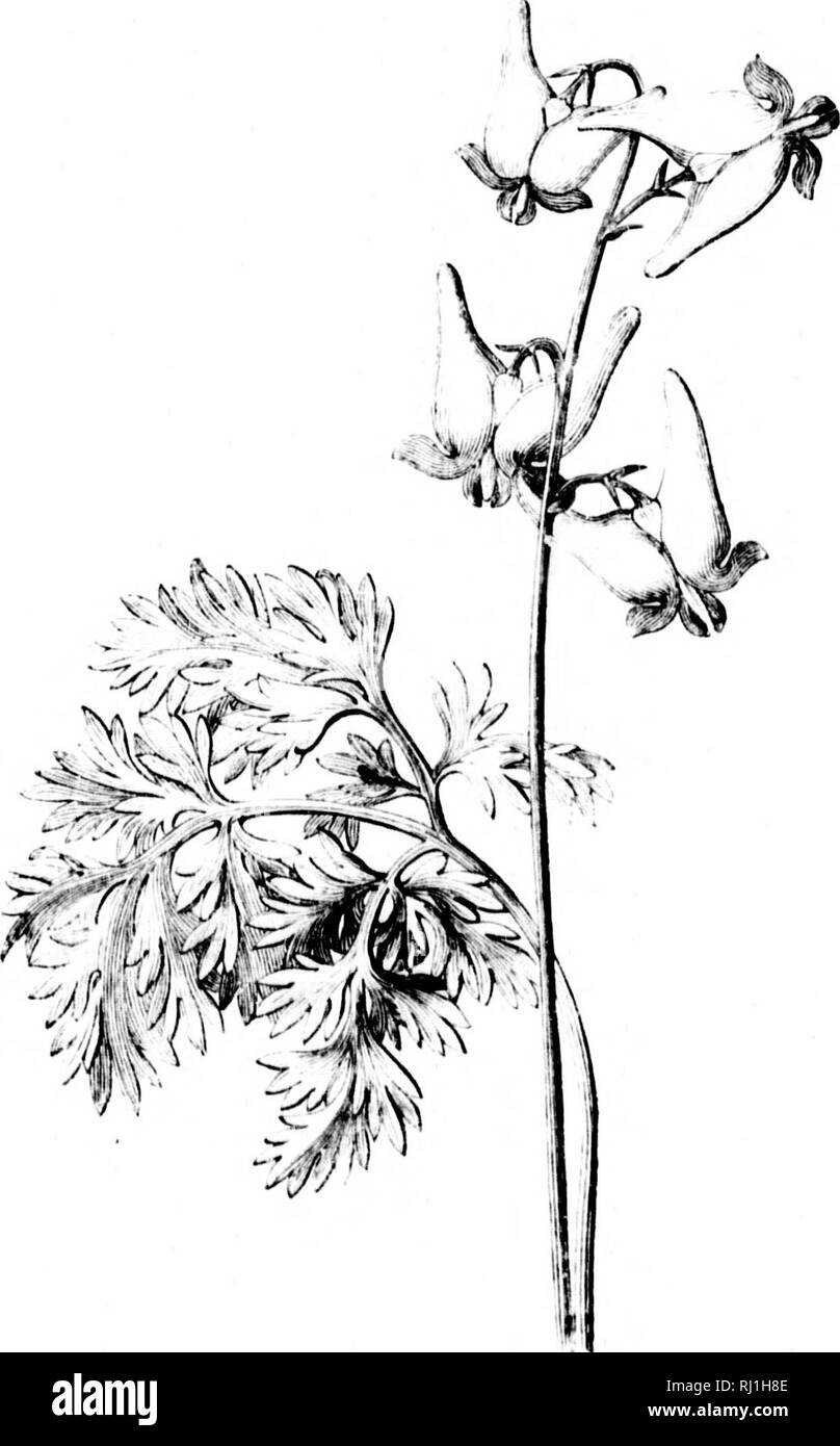 . Il naturalista canadese [microformati] : una serie di conversazioni sulla storia naturale di abbassare in Canada. Storia naturale; Sciences Naturelles. Maggio. Ifil mi sono viole di diverse specie, alcune bianco, alcune di colore giallo brillante : abbiamo anche blu e violette tricolore, come pansy dei nostri giardini, ma minore ; queste non sono ancora in fiore. Nessuno di loro ha il delicato profumo dei poco inglese viola. Non meno di trentuno specie del I. I'h nnEEriiEs ffoweu. Cort/dtii' ('III:it/'((R'f.. Si prega di notare che queste immagini vengono estratte dalla pagina sottoposta a scansione di immagini che possono essere state digi Foto Stock