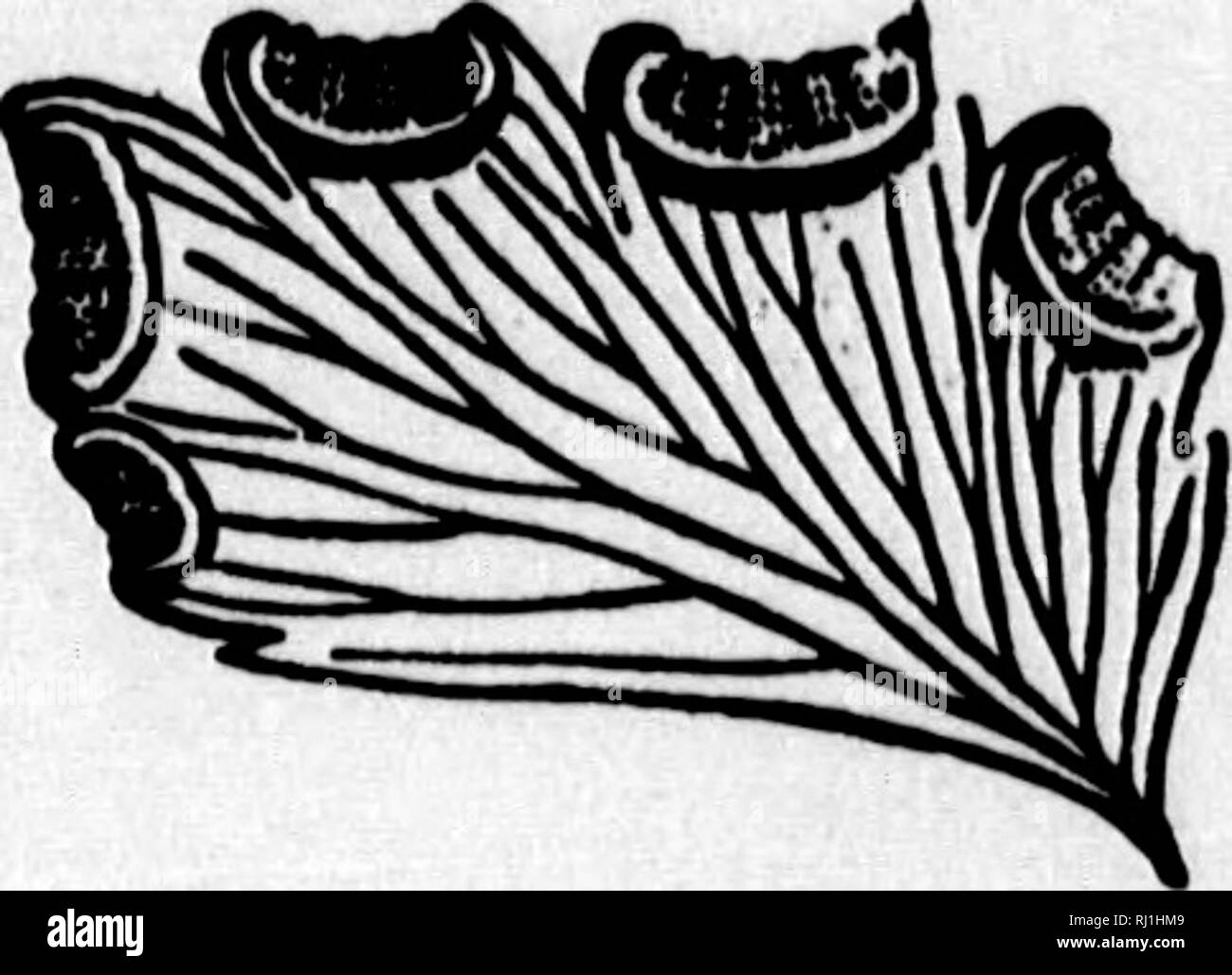 . Il nostro natale di felci e i loro alleati [microformati] : con descrizioni sinottica della American pteridophyta al nord del Messico. Felci; Fougères. Fruttificazione di felci. 13 3Q|b. Campylon"uron ha areolae, ciascun cuscinetto di solito due sori; essi si trovano tra il parallelo vene primario che si estendono dal controfiletto al margine. 31. Qymnopterls.-In questo genere di sori seguire il corso delle vene, e di conseguenza variare con la venatura, essendo semplice a forcella, pinnated o anastomose gli uni con gli altri. Il sori arc non-indusiate. 32. Nctholaena.-In il mantello-felci i sori sono marginali e stabilito Foto Stock