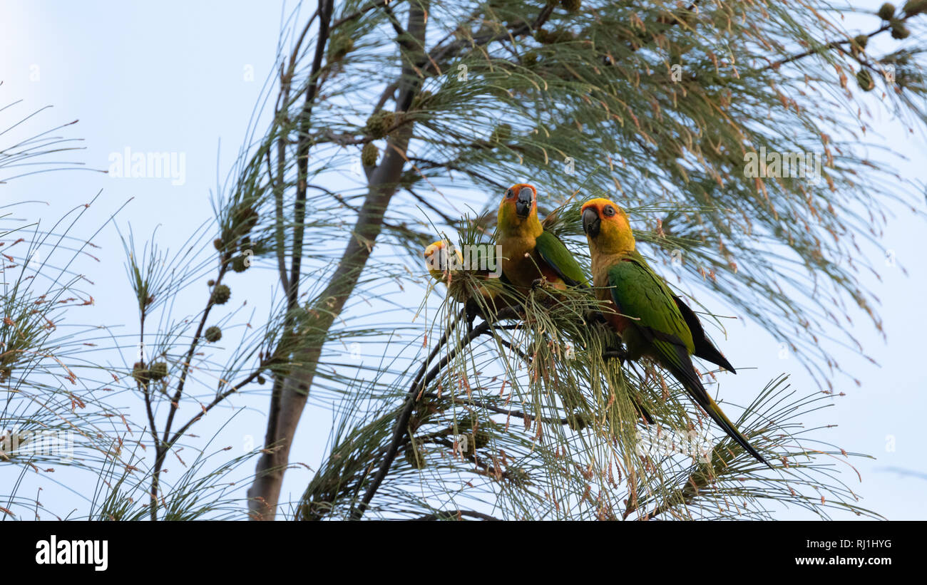 La fauna selvatica Foto Stock