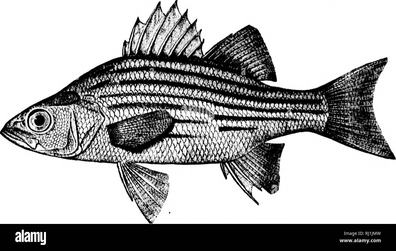 . American pesci [microformati] : un famoso trattato su il gioco e il cibo pesci del Nord America, con particolare riferimento alle abitudini e i metodi di cattura. Pesci; Pesca; Poissons; Pêche sportive. bianco rifE BASS AXD TJfK YKLLOW BASS. 33 Questa è senza dubbio la Silver Bass del Canada (A- Siln-r Bass liu Cathu/c), i dettagli di cui introdiutit)n in I'raiue e propagazione di successo l)y M. Carbonnier, da 1S77 a 1S79, vengono registrati da che sperimentatore nel Bollettino della Società di acclimatazione per iSSi.* La specie in una volta raggiunti per importanza commerciale nella regione del lago, BU Foto Stock