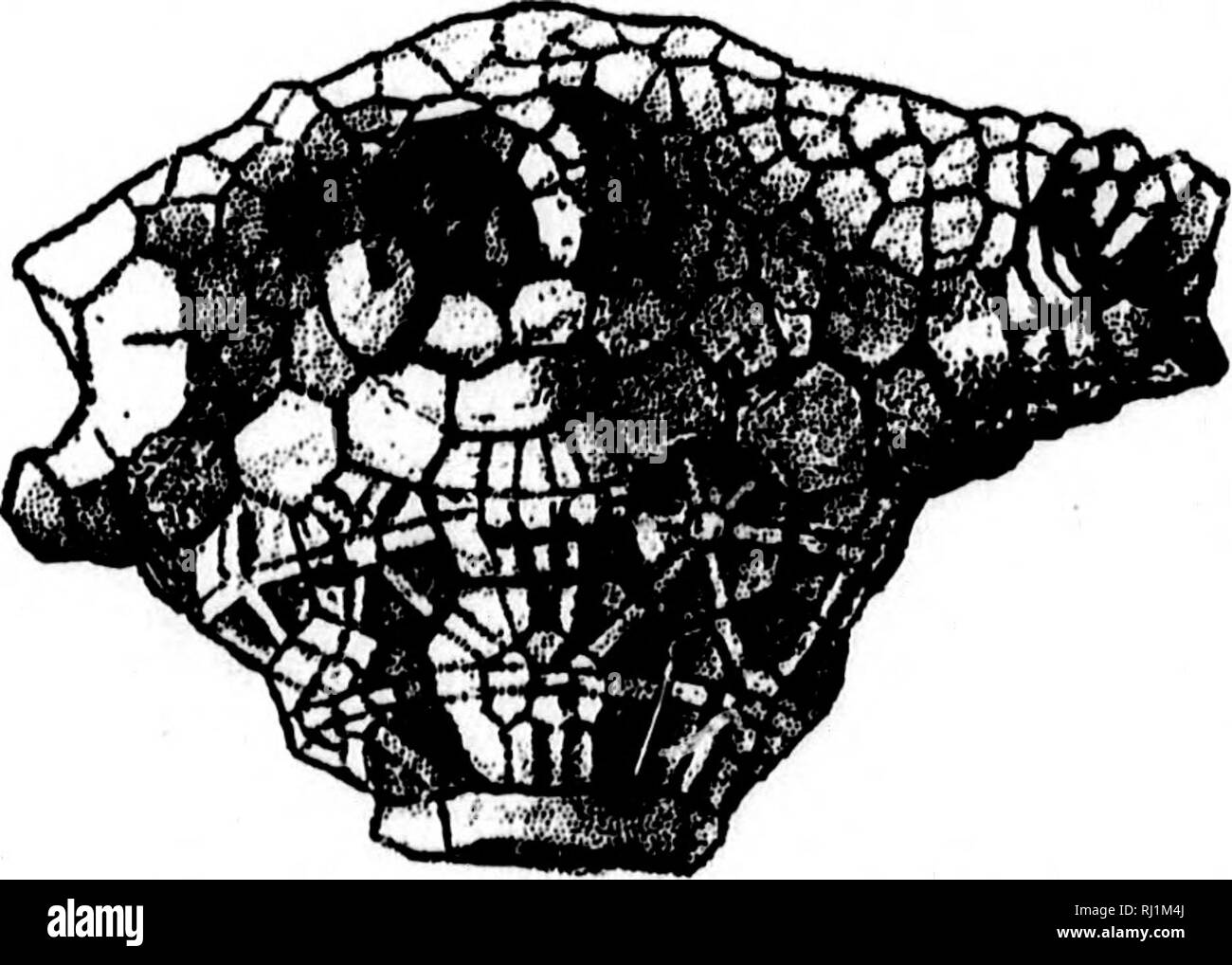 . North American geologia e paleontologia per l'uso di dilettanti, studenti e scienziati [microformati]. Paleontologia; Paleontologia, Geologia; Paléontologie; Paléontologie; Géologie. Fig. 1247,-ScliffiPBster legrandensls. Parte di ven- f o lle luagnltled laterale 6^ diametri. Stephanocrinus elongatus, S. hammelli, 8. obpyran)idalis, S. A. Miller, 1891, ,'^xvii sost. Geo. Sur. Ind., pagg. 22 a 26, ^, Niagara Gr. S. osgoodensis è rede- inciso e il genere è discusso a , lo stesso posto. ; Cornetti, 8. A. Miller, 1892, anticipo. Fig. 1248.-Steganocrlnus benedicti. Fogli xviii sost. Geo. Sur. Ind., p. 1 Foto Stock