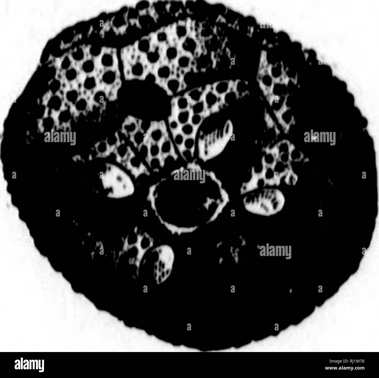 . North American geologia e paleontologia per l'uso di dilettanti, studenti e scienziati [microformati]. Paleontologia; Paleontologia, Geologia; PalÃ©ontologie; PalÃ©ontologie; GÃ©ologie. %" 680 IIOUH'YHTrrBH HllipatUH, ECHINODERMA TA. |HOI,.âI'KN. II. iK^DlMlilti. II. coll(!tti, II. (!Oin- iiiikIiih II. gorhvi, H. iniliiuieiiHiH, II. IIIIKiiBOIU-nHiH II. oriiatiHHiiiniH, H. papiilimiiH, H. par- viihiH, 11. parviiH, II. HCit III UH, H. HpaiiKlori II. sub- ovatiiH II. wykoff), S. A. Millor. 181)1, Advanoi' SiicetH 17tli Ri'II. (Ieo. 8AR. Intl., pp. i:{ a 18, Niagara &LT;ir. ainplus, 8. A. Mi Foto Stock