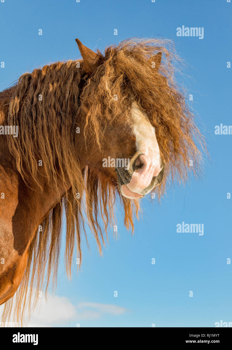 Ritratto di Agar, Bohemian-Moravian cavallo belga nella giornata di sole. Repubblica ceca Foto Stock
