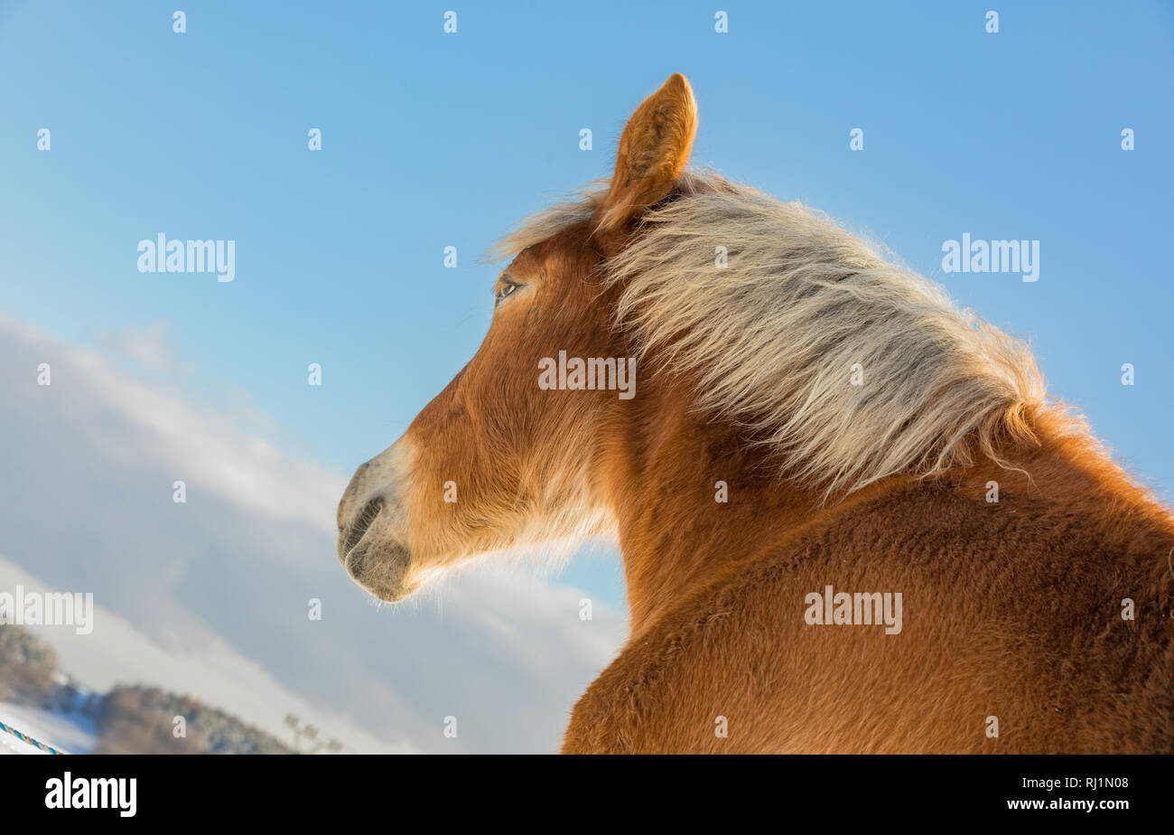 Agnese, Bohemian-Moravian cavallo belga nella giornata di sole in inverno. Repubblica ceca Foto Stock