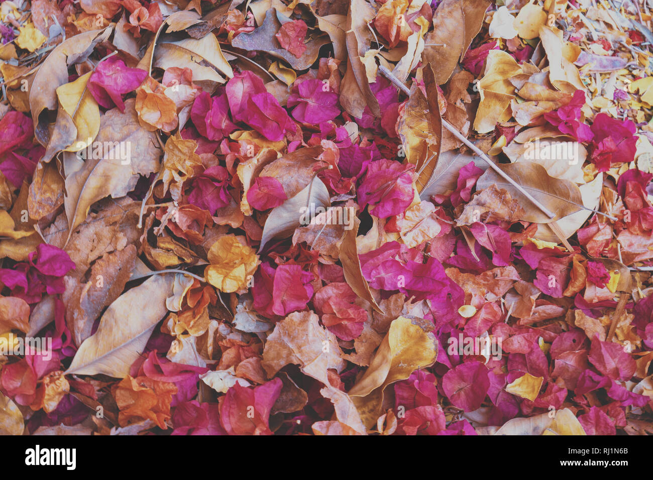 Caduta foglie e asciugare i petali di rose sullo sfondo Foto stock - Alamy