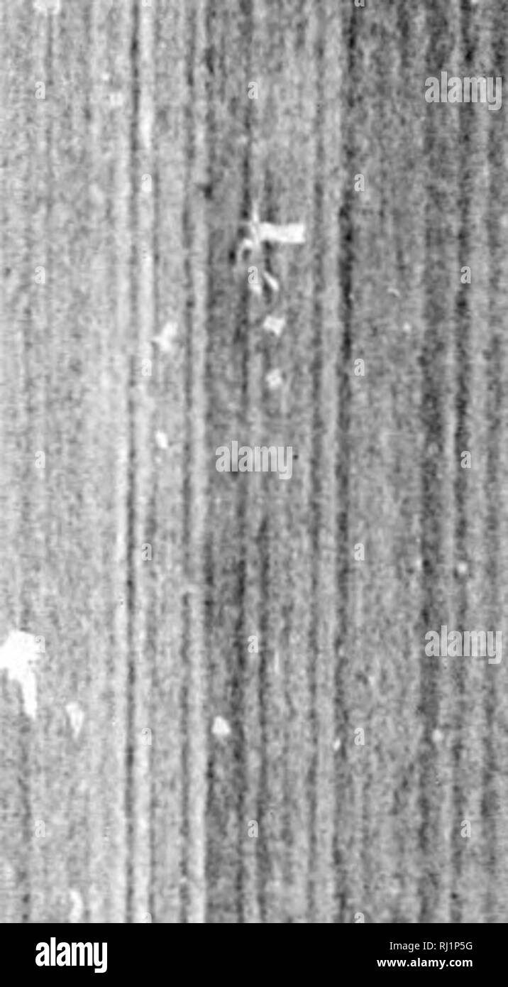 . La storia del piantone posteriore della Emin Pasha relief expedition [microformati] . Per gli esploratori; uccelli; insetti; Explorateurs; Oiseaux; Insectes. estratto:^ da l/jtters. Dopo la cena il sig. Stanley ci ha raccontato alcune storie di ij)pu-Tib. Sembra che un tempo ha preso a prestito jihout £4.000 dai Rothschild di Zanzibar e Itartcd all'interno con un p;ood molti seguaci lo il commercio di avorio. Dopo qualche tempo egli è venuto a uno molto (aruter cerchio della città. Hanno quindi proceduto a fuoco Ihrough la palizzata interna, fino a quando non avevano decimato Ihe persone raccolte all'interno; poi hanno fatto un rush, leized ed essere Foto Stock