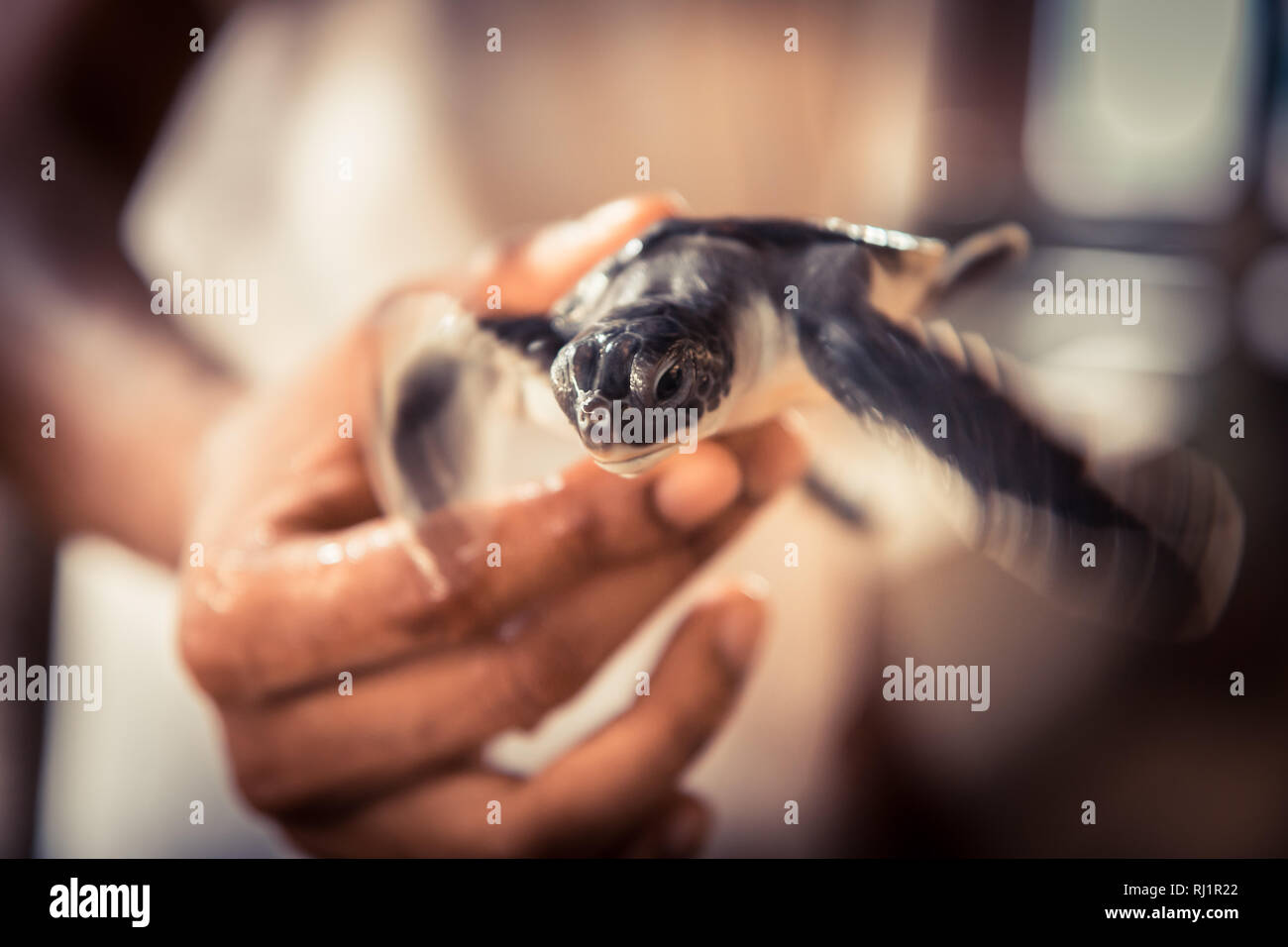 Mano che tiene attentamente tartaruga di mare nella Turtle farm concetto vivaio selvatica di cura degli animali e la tutela della fauna selvatica Foto Stock