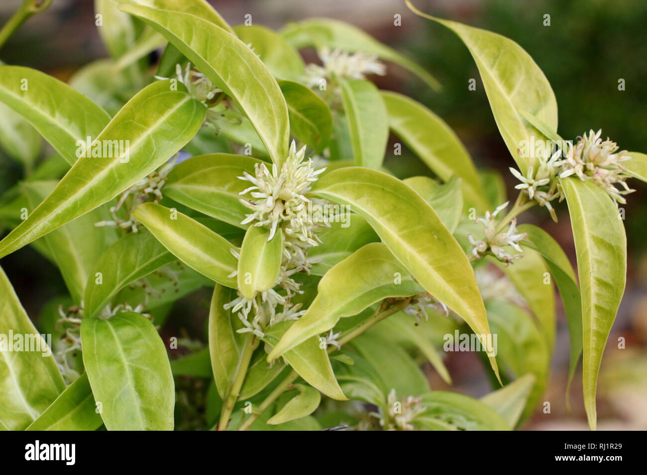 Sarcococca wallichii. Fiori profumati di Sarcococca wallichii, chiamato anche scatola di Natale o scatola di dolci, in fiore nel giardino d'inverno, REGNO UNITO Foto Stock