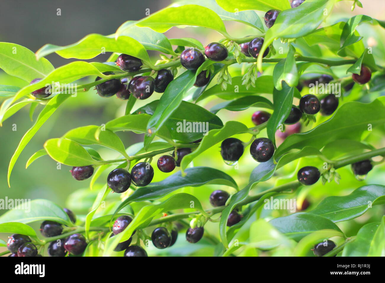 Sarcococca confusa. Scatola di dolci "confusa" la visualizzazione di frutti di bosco in un giardino del Regno Unito - dicembre. Foto Stock