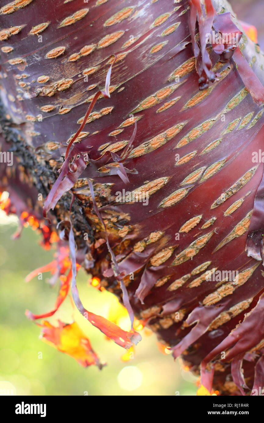 Prunus serrula. Corteccia Onamental del popolo tibetano il ciliegio, peeliing retro illuminato dal sole, Dicembre, GIARDINO DEL REGNO UNITO Foto Stock