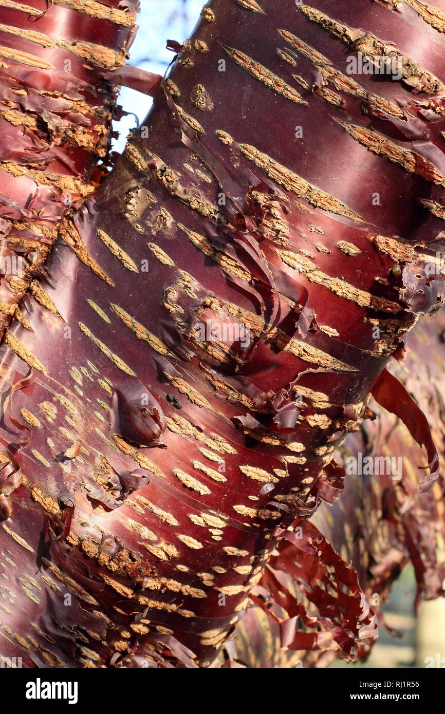 Prunus serrula. Corteccia Onamental del popolo tibetano il ciliegio, peeliing retro illuminato dal sole, Dicembre, GIARDINO DEL REGNO UNITO Foto Stock
