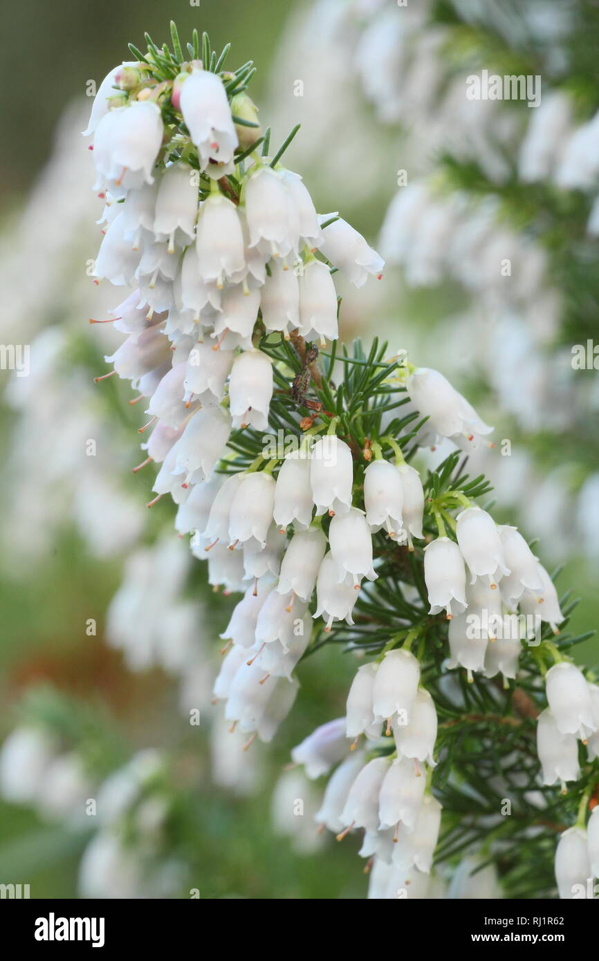 Erica lusitanica. Fiori invernali del Portogallo heath in un giardino del Regno Unito - dicembre. Modulo Gas Anestetici Foto Stock