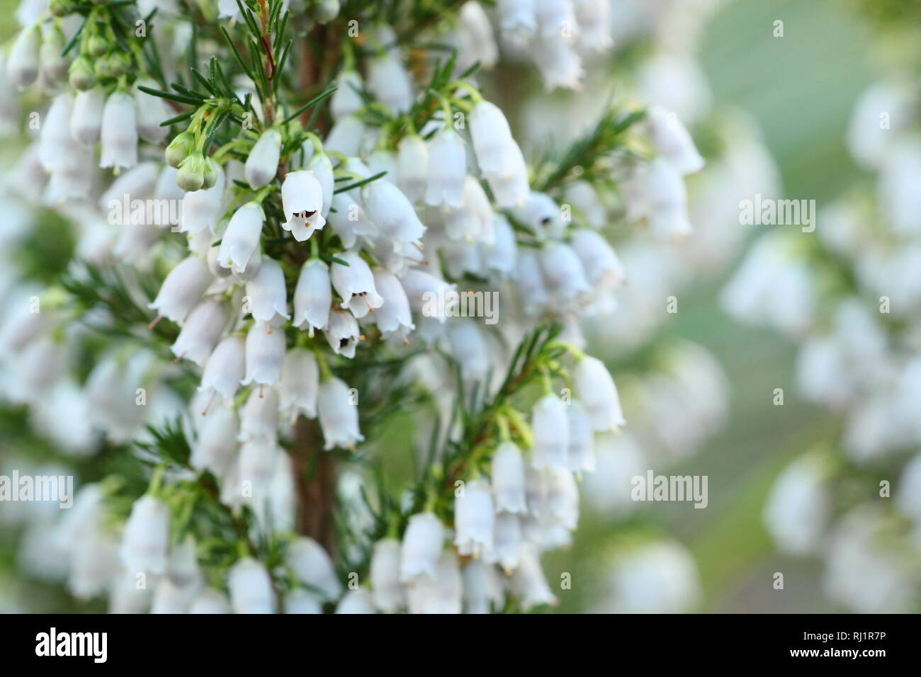 Erica lusitanica. Fiori invernali del Portogallo heath in un giardino del Regno Unito - dicembre. Modulo Gas Anestetici Foto Stock