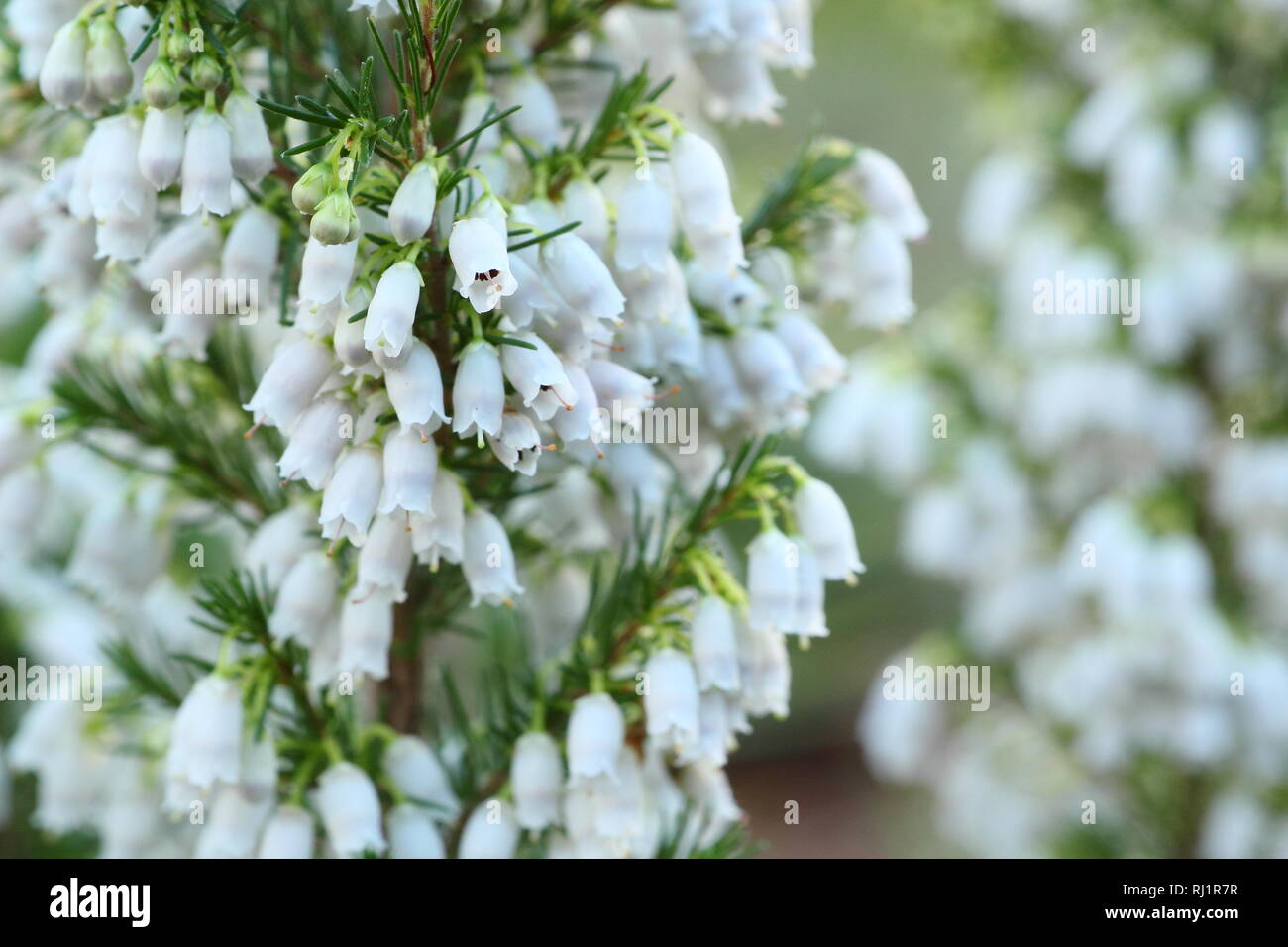 Erica lusitanica. Fiori invernali del Portogallo heath in un giardino del Regno Unito - dicembre. Modulo Gas Anestetici Foto Stock