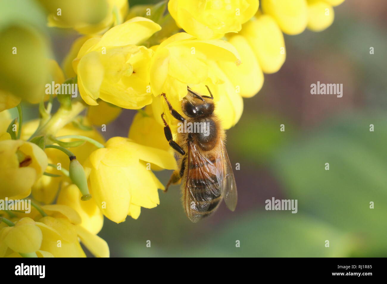Apis mellifera su Mahonia x media "sole invernale". Il miele delle api su Mahonia "sole invernale" in un giardino d'inverno; Dicembre, REGNO UNITO Foto Stock
