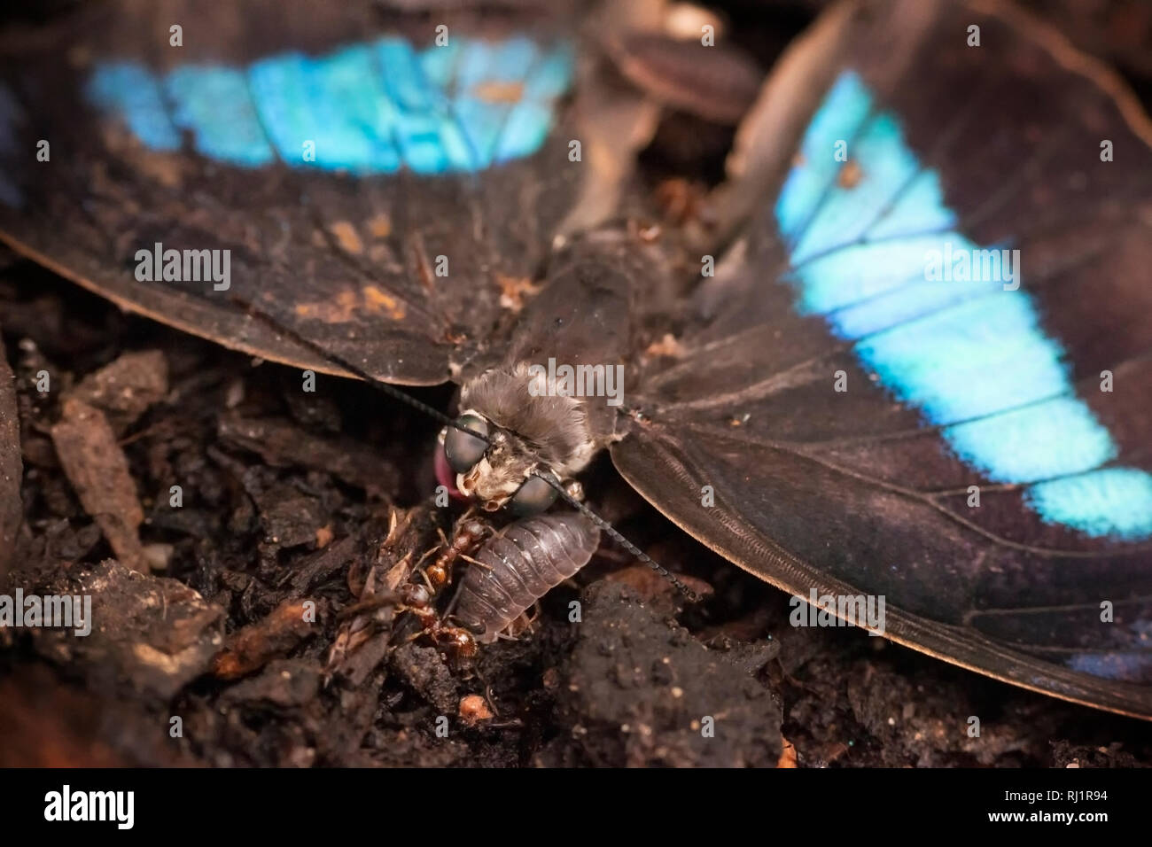 In prossimità di un punto morto a coda di rondine di smeraldo butterfly con insetti che si muovono nelle vicinanze Foto Stock