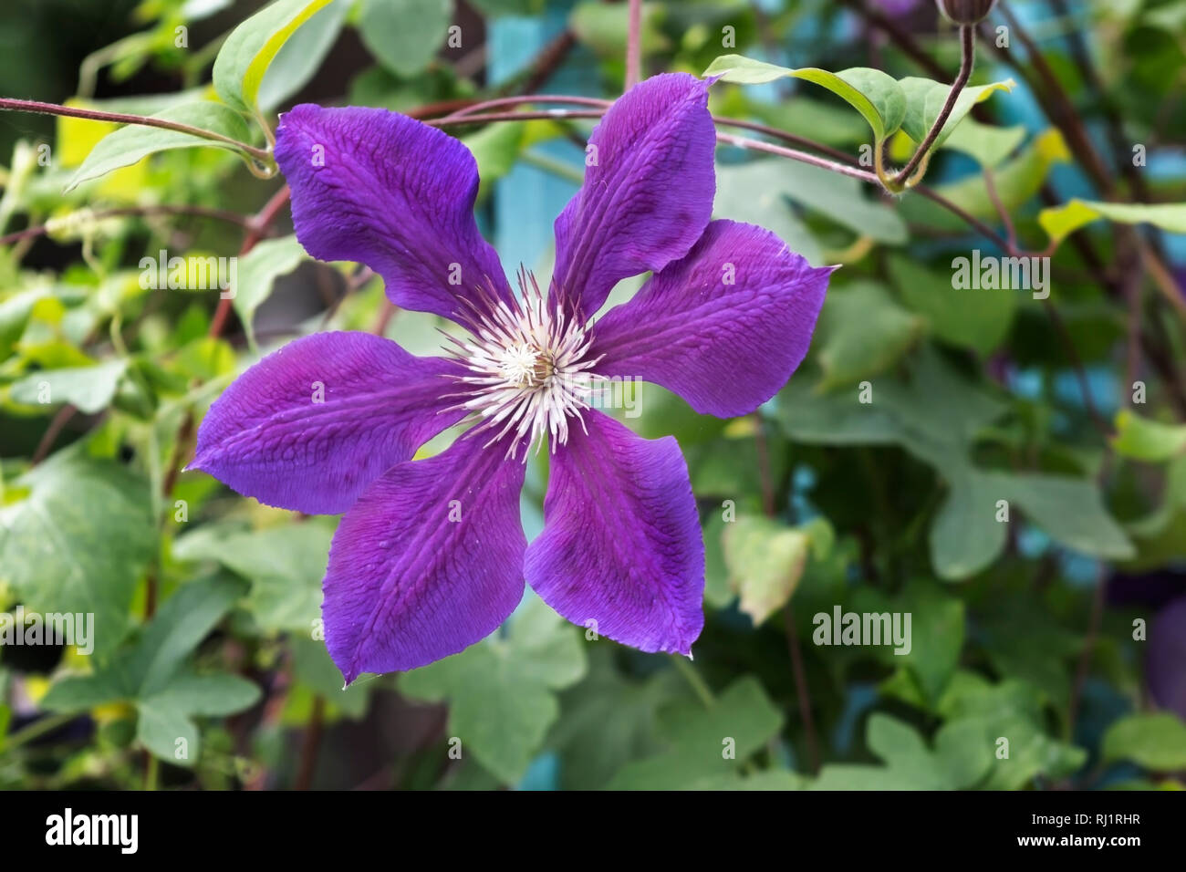 In prossimità di una grande viola Clematis coltivazione di fiori in un giardino Foto Stock