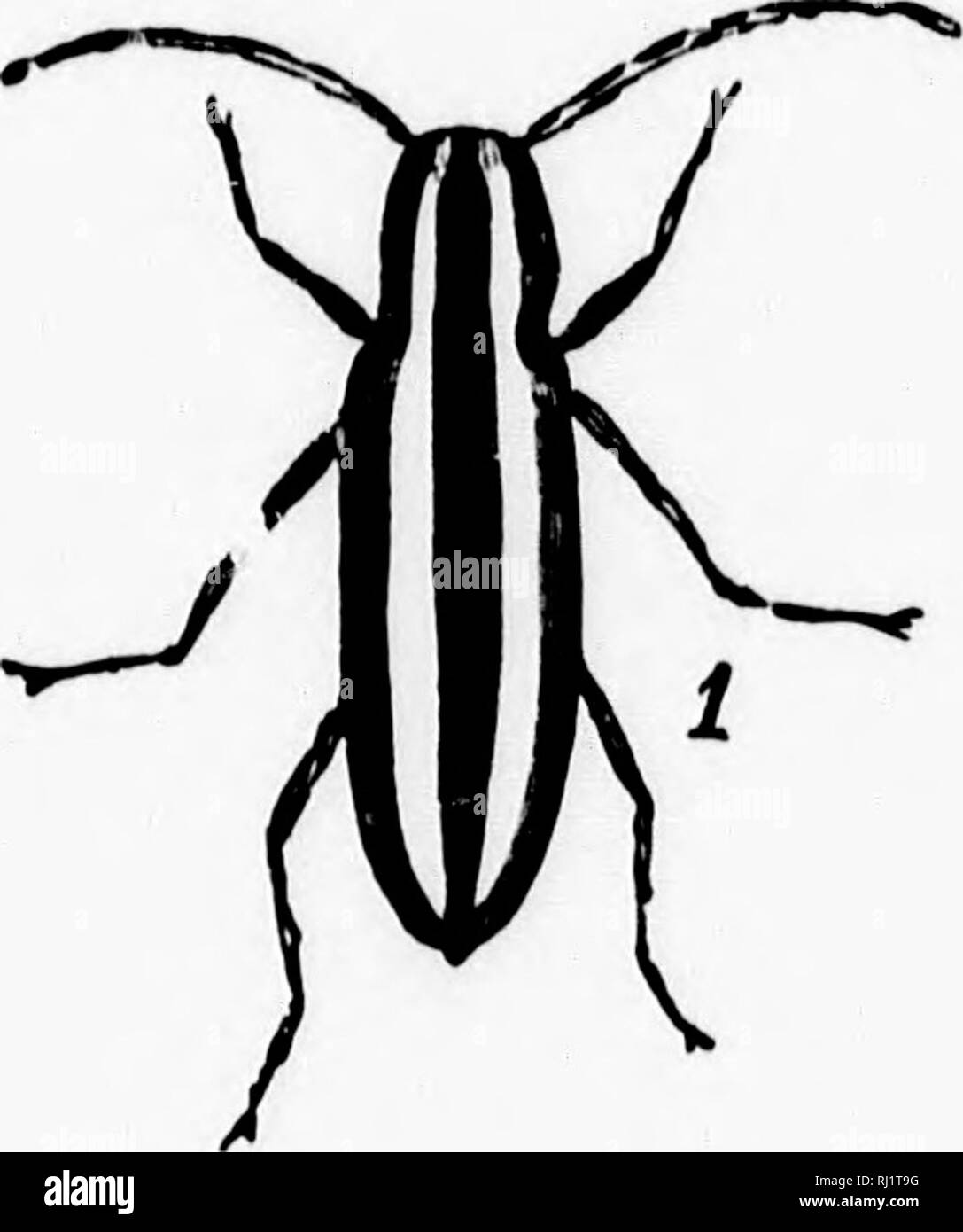 . Manuale di zoologia con esempi di specie canadesi, recenti e fossili [microformati]. Zoologia; Invertebrati; Zoologie; Invertébrés. Fi.CR. 285. Fi-. 2S6. Calasoma calidum. Saperda CANDIDA, Fab 1-Imago. 2-Larva. Il suo lavoro in rottura di ramoscelli di alberi tramite l'azione di foratura della sua larvne. Monohavifnus cotifusor* (Fig. 287), il pino-noioso Beetle è anche un molto distruttive specie ; la sua larvce distruggendo una grande quantità di legno di pino. Il C/irysojfielid(c, nonostante il colore dorato di alcune specie sono anche devourers delle nostre colture. Il giallo- striped Squash-Beetle è un ben kno Foto Stock