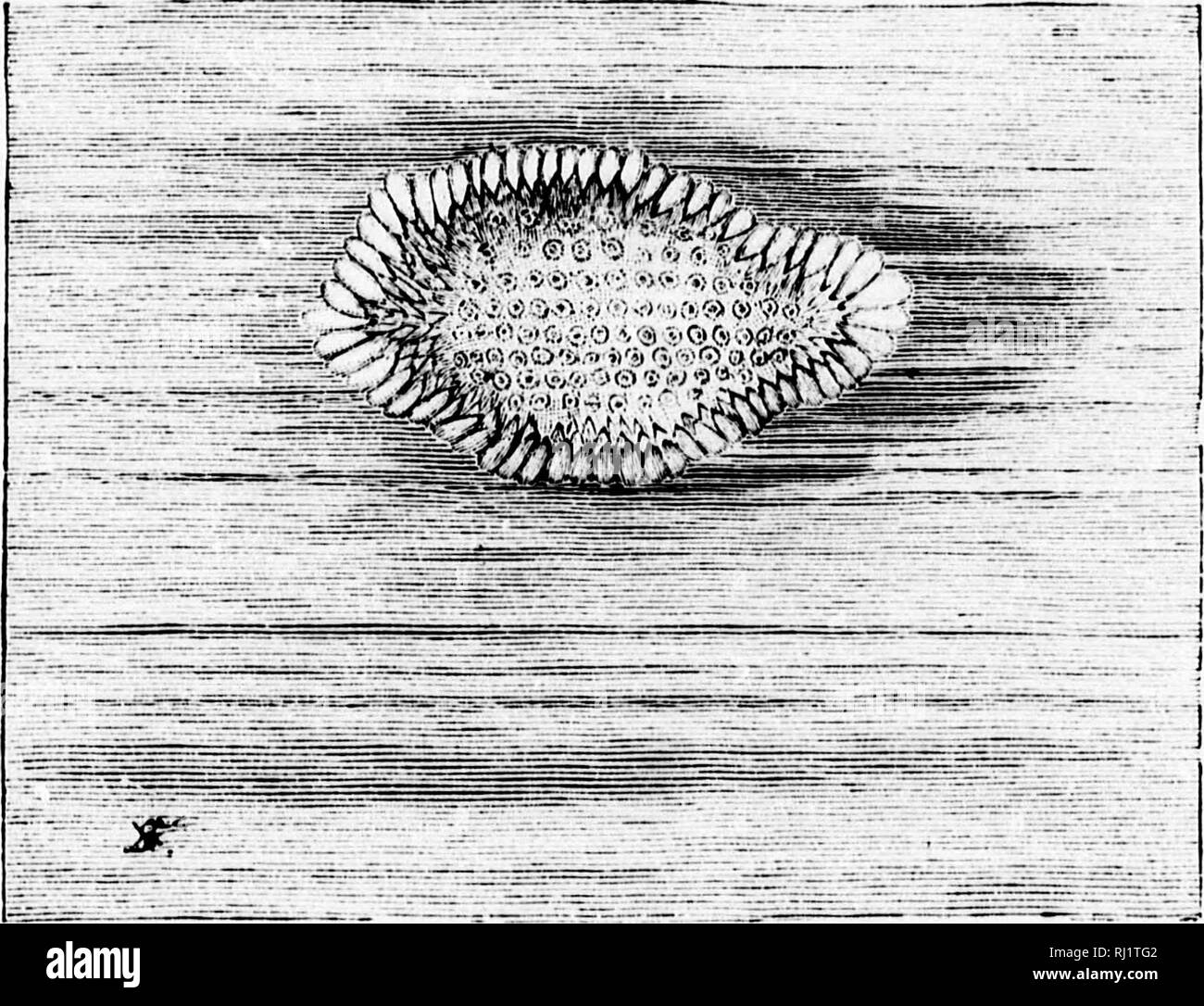 . Torce elettriche sulla natura [microformati]. Insetti; piante; Insectes; Plantes. Bkitish Bloodsuckkks 237 come il convenzionale rappresentazioni del "arca di giunchi " previsto per il neonato a Mosè. Un operoso madre presenterà alcuni due o trecento tali ej^gs in una stagione, tanto che non abbiamo bisogno di meraviglia per le grandi colonne di zanzare che spesso appaiono in luoghi umidi in estate. No. 2 mostra la stessa zattera visto dal di sopra, e l'ex-. No. 2.-Le zanzare uovo-raft, visto da sopra. cellently illustra la sua ammirevole barca o sagomato a forma di piattino di costruzione. Dopo circa tre giorni di tempo, Foto Stock