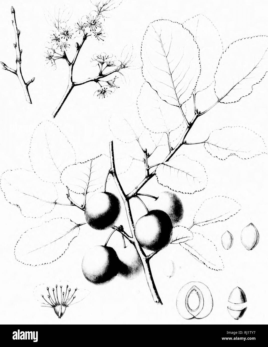 . Il Silva del Nord America [microformati] : una descrizione degli alberi che crescono naturalmente in Nord America esclusivo del Messico. Alberi; alberi; dicotiledoni; Arbres; Arbres; DicotylÃ©dones. KOSACE-K. tinu^s foruiiiip; 1)11 in soutliern liiiig sua jrreat- illi tliL' Urt-^nm ;ies di Conii-l. ;'!&Gt;t-l-illlffOS, :lll Â"(lS(!C[ltiljIo di livi' o i^ix ^pci'ilic ".n'livity il è (â¢onsaminl 1 I'luiii e )â vill.v' ol' tlie â¢h per Graal viitictios r. StK. 1S58, )S3. - 'Uitf'tmiill /â &gt;?.(/.&LT; II ui f .â " Mi .--7. III i '( â /(.',/ I .inn PRUNU5 SUB COR DATI H-:,.h '7' -i'..'',1/U'ur ', Foto Stock