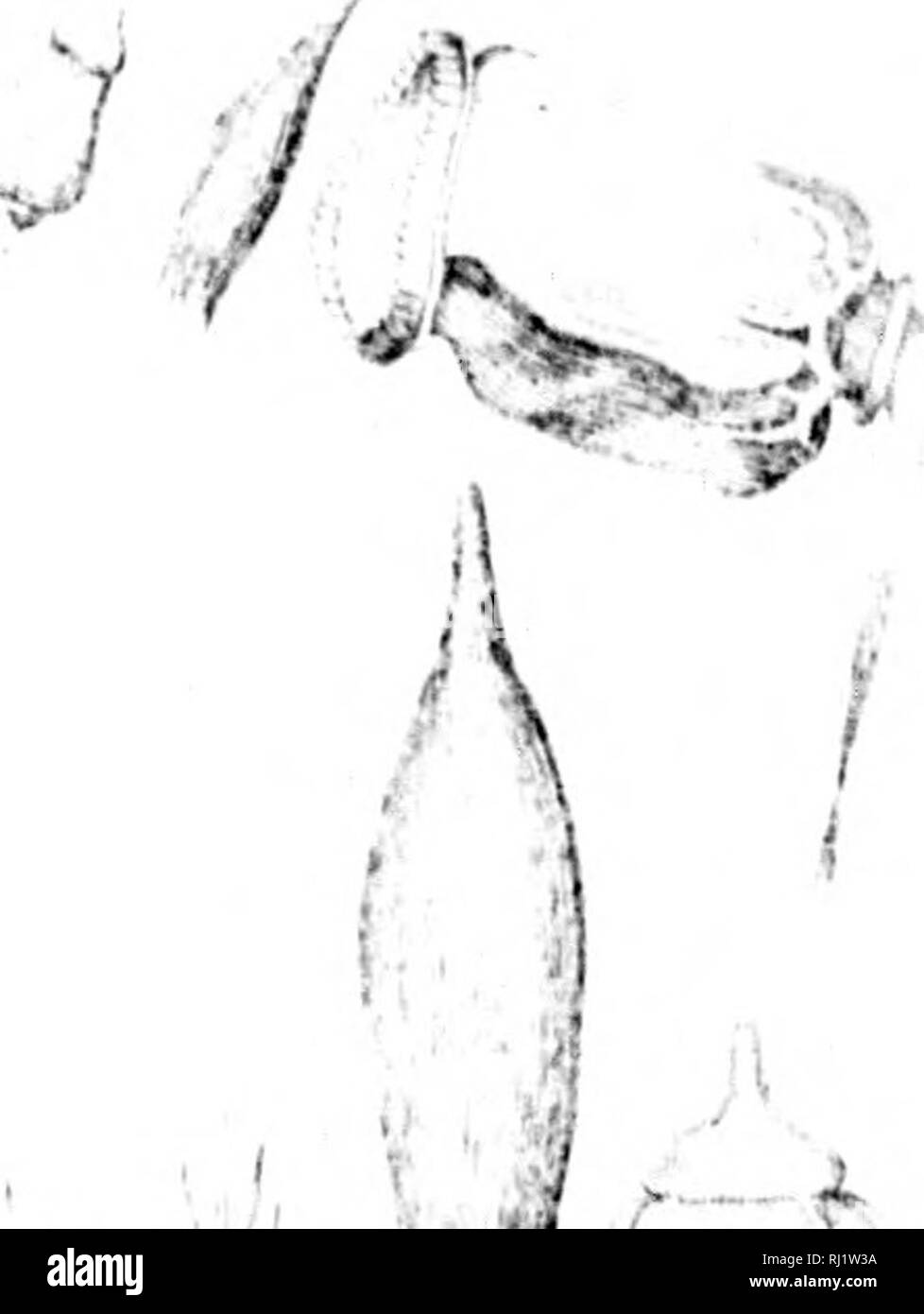 . Manuale di muschi del Nord America [microformati]. Muschi; Mousse. f â iif/&GT;1t: J , â *c^ â ; t i f ;. Si prega di notare che queste immagini vengono estratte dalla pagina sottoposta a scansione di immagini che possono essere state migliorate digitalmente per la leggibilità - Colorazione e aspetto di queste illustrazioni potrebbero non perfettamente assomigliano al lavoro originale. Lesquereux, Leo, 1806-1889; James, Thomas P. (Thomas Potts), 1803-1882. Boston : S. E. Cassino Foto Stock