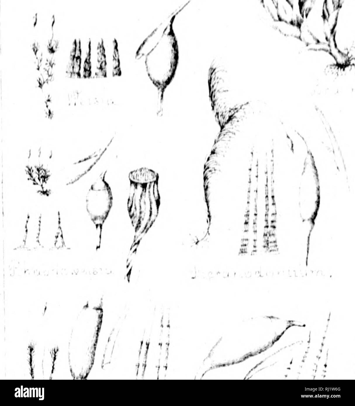 . Manuale di muschi del Nord America [microformati]. Muschi; Mousse. )&Gt;t^ * *â â â i A. Si prega di notare che queste immagini vengono estratte dalla pagina sottoposta a scansione di immagini che possono essere state migliorate digitalmente per la leggibilità - Colorazione e aspetto di queste illustrazioni potrebbero non perfettamente assomigliano al lavoro originale. Lesquereux, Leo, 1806-1889; James, Thomas P. (Thomas Potts), 1803-1882. Boston : S. E. Cassino Foto Stock