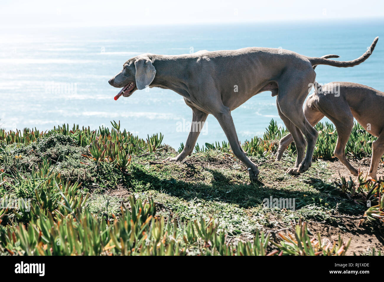 I cani di razza Weimaraner o puntamento di Weimar sono a piedi all'esterno contro lo sfondo del mare. Foto Stock